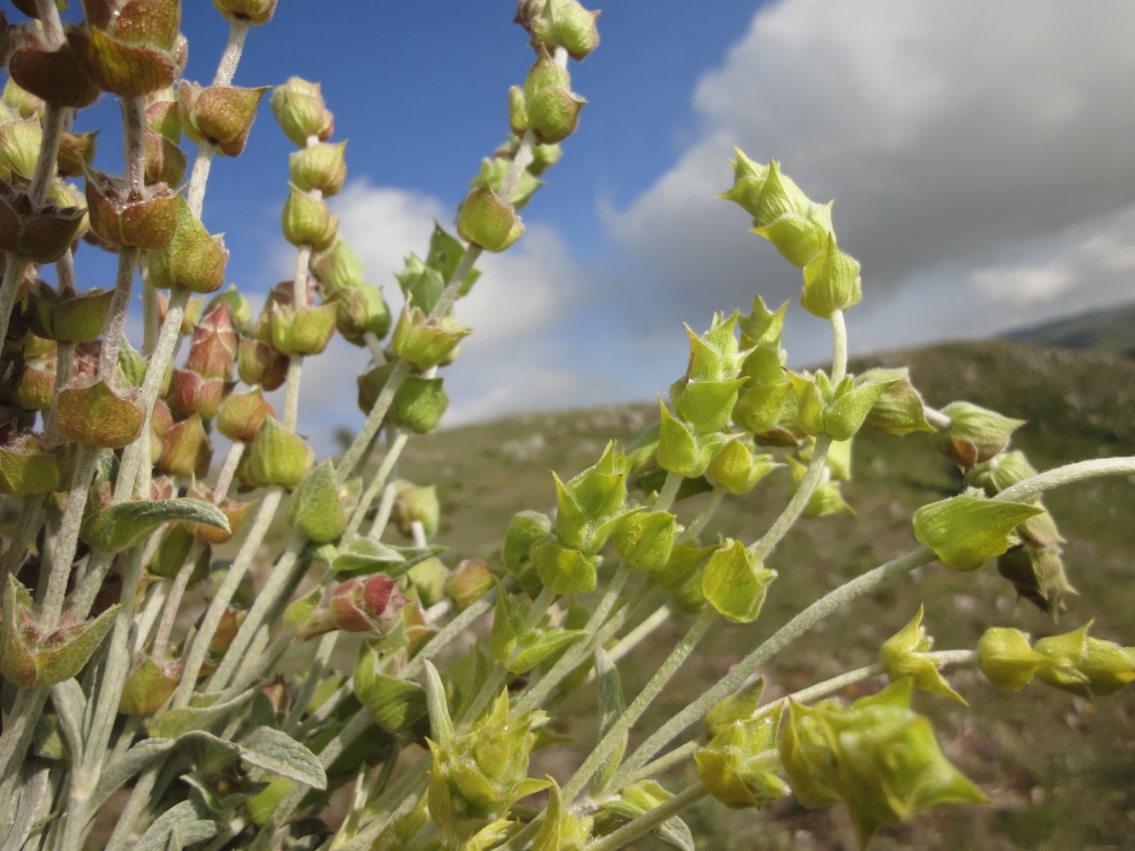 Sideritis scardica.jpg
